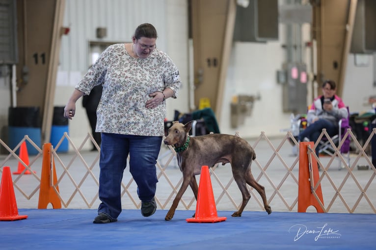 Titan, a Doberman Pinscher tested with EmbarkVet.com