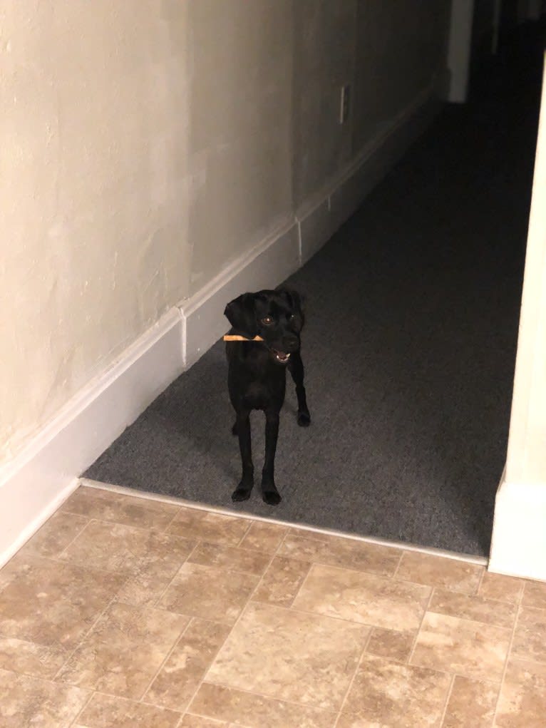 Brucifer, a Cocker Spaniel and Miniature Pinscher mix tested with EmbarkVet.com