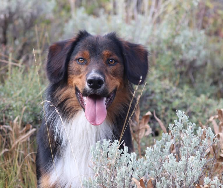 Burley, an English Shepherd tested with EmbarkVet.com