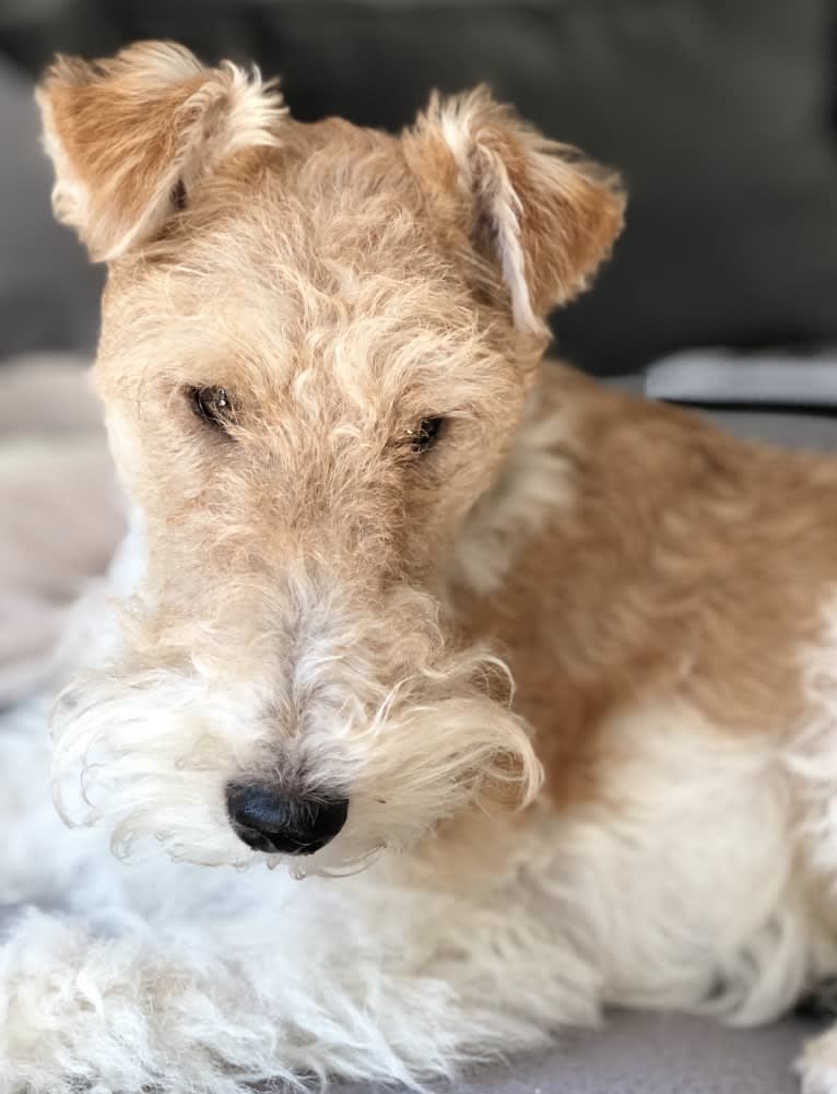 Rocky, a Wire Fox Terrier tested with EmbarkVet.com