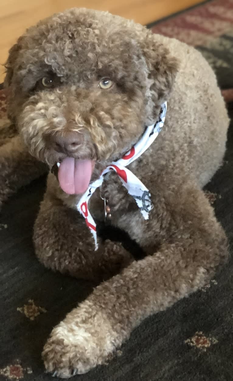 Sweetmeadow’s Buddy Chimino, a Lagotto Romagnolo tested with EmbarkVet.com