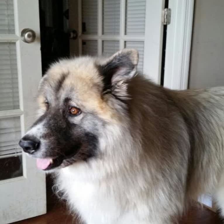 Monster, a Great Pyrenees and Alaskan Malamute mix tested with EmbarkVet.com