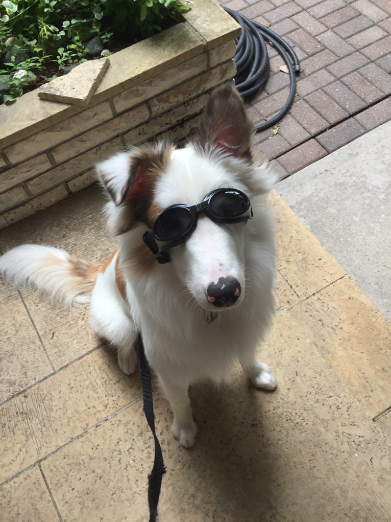 Jax, a Shetland Sheepdog and Australian Cattle Dog mix tested with EmbarkVet.com