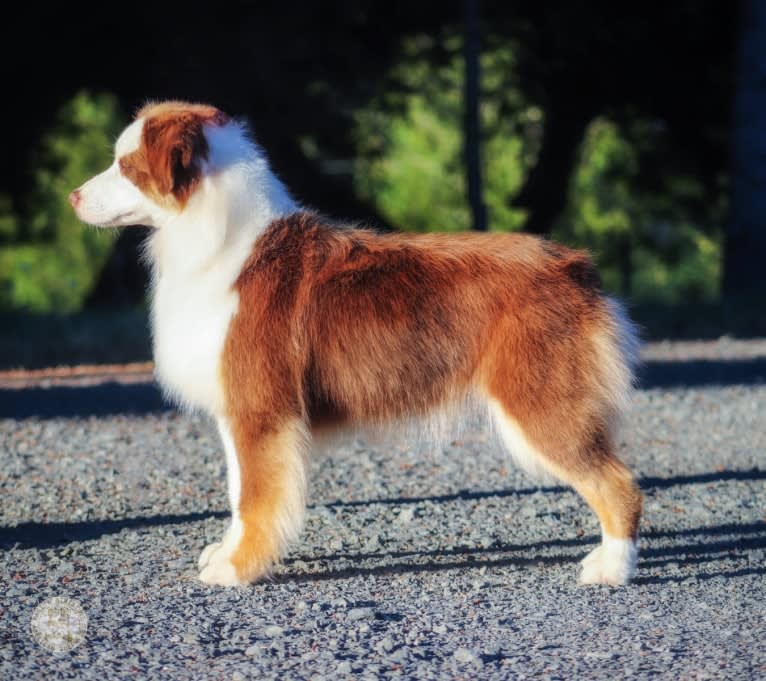Eva, an Australian Shepherd tested with EmbarkVet.com