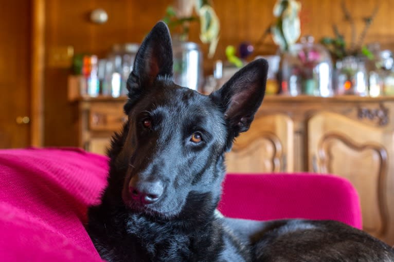 Ada, a Belgian Malinois and German Shepherd Dog mix tested with EmbarkVet.com