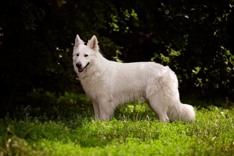 Thor, a White Shepherd tested with EmbarkVet.com