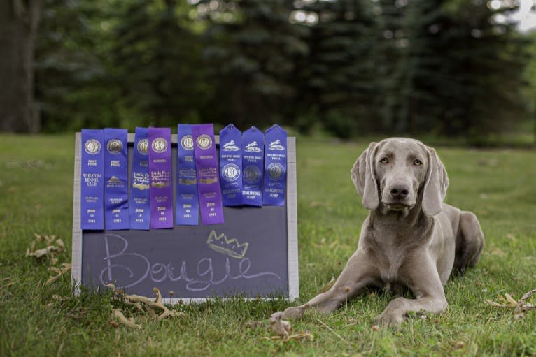 Angenehm's I Don't Need a Crown at Greyhaus, a Weimaraner tested with EmbarkVet.com