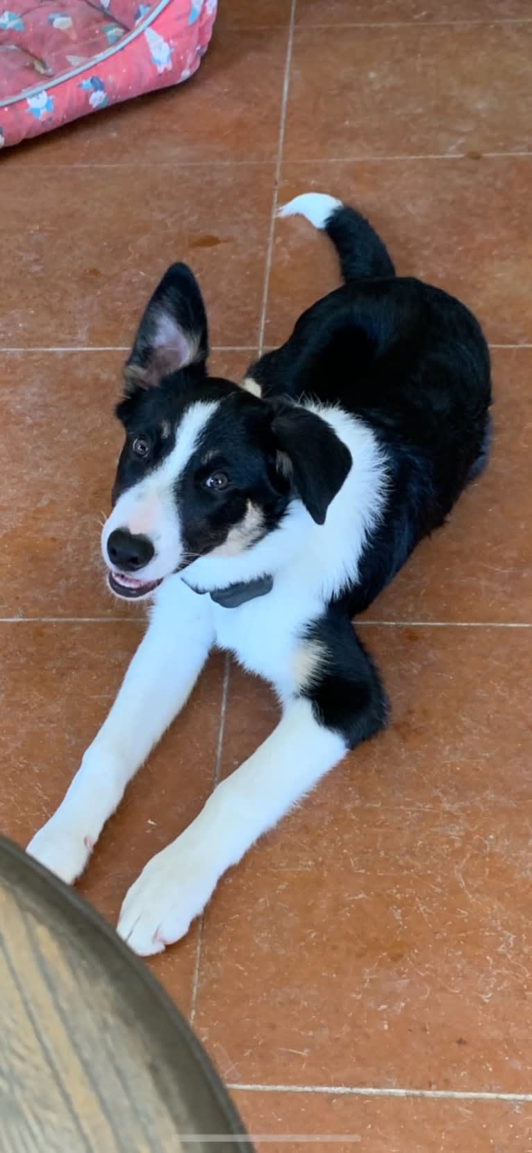 Splendid Kynda Jackpot, a Border Collie tested with EmbarkVet.com