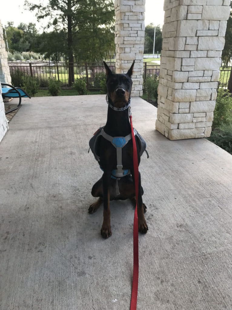 Lexie, a Doberman Pinscher tested with EmbarkVet.com