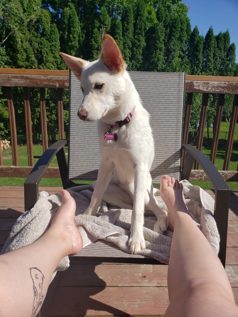 Penny, an Australian Cattle Dog and Siberian Husky mix tested with EmbarkVet.com