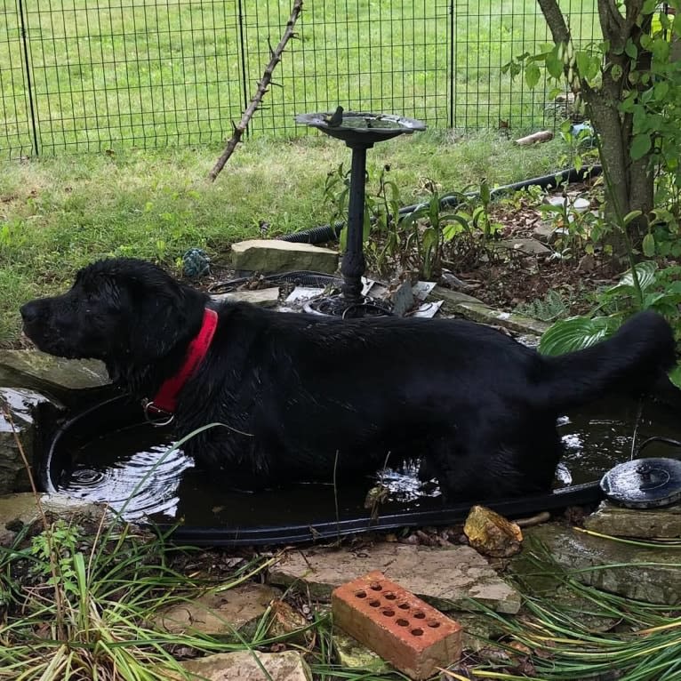 Tank, a Newfoundland and Labrador Retriever mix tested with EmbarkVet.com