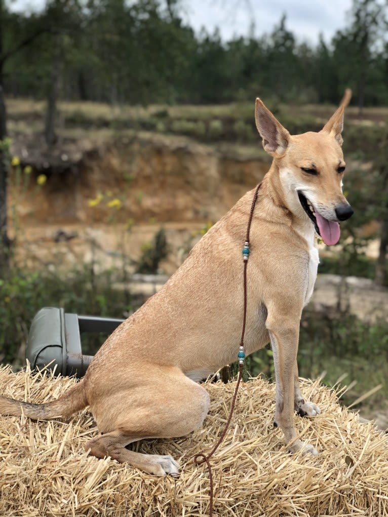 Banbury Cross Mochi, a Carolina Dog tested with EmbarkVet.com