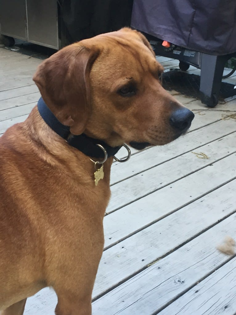 Dusty, a Labrador Retriever and Cocker Spaniel mix tested with EmbarkVet.com