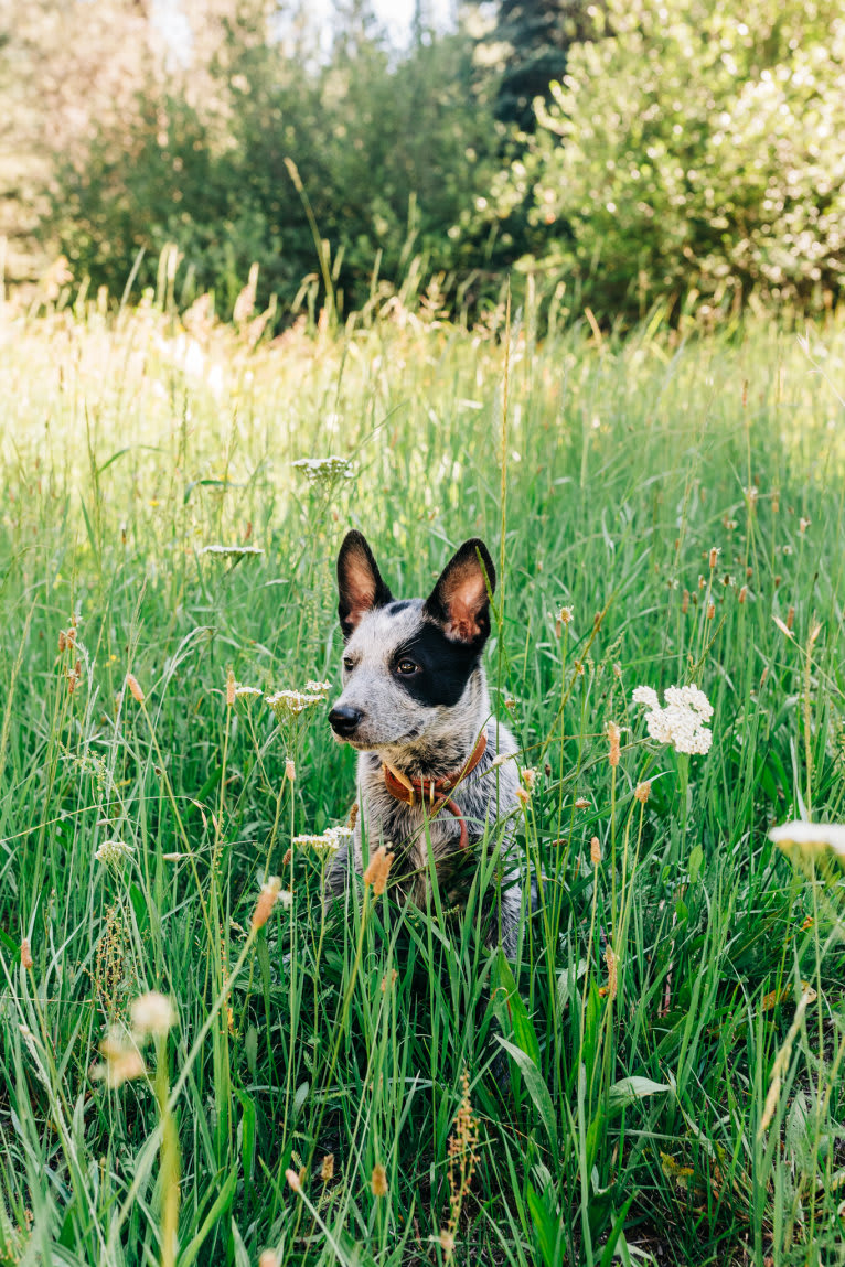 Ranger, an Australian Cattle Dog tested with EmbarkVet.com