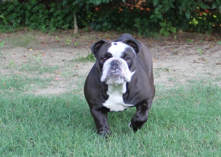 Black Betty, a Bulldog tested with EmbarkVet.com