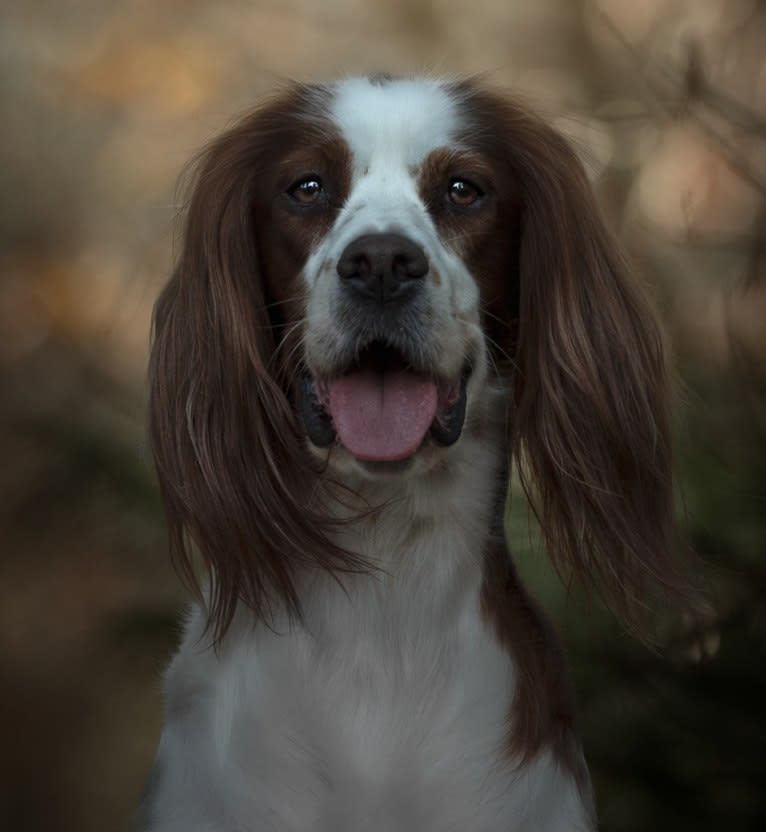 Witty, an Irish Red and White Setter tested with EmbarkVet.com
