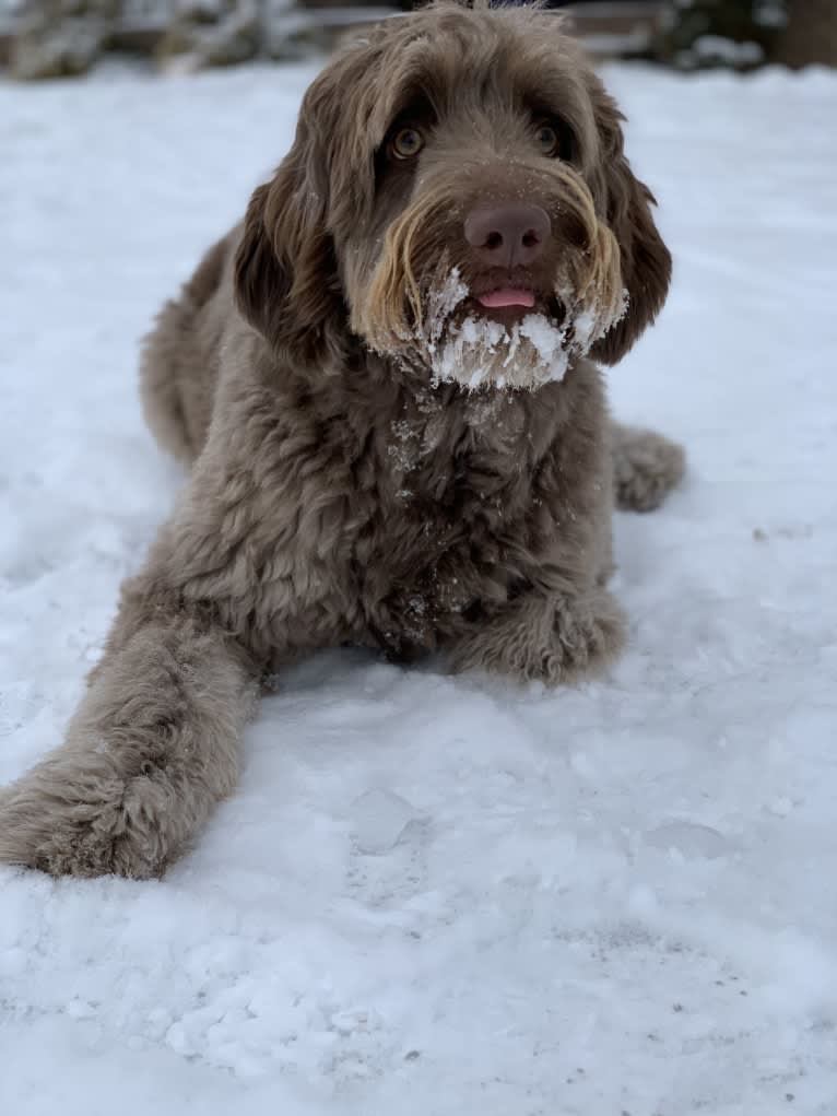 Finn, a Poodle (Standard) and Australian Shepherd mix tested with EmbarkVet.com