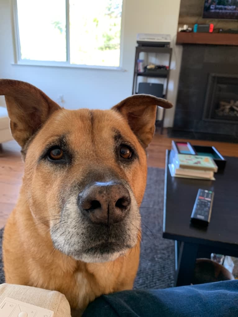 Fozzie, a Chow Chow and American Pit Bull Terrier mix tested with EmbarkVet.com