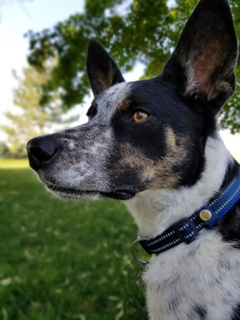 Truckee, a Border Collie and Australian Cattle Dog mix tested with EmbarkVet.com