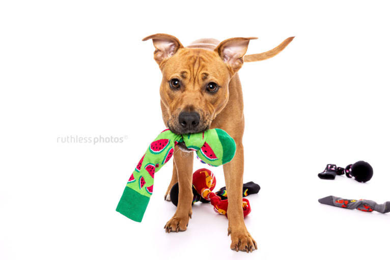 Ginger Ninja, a Staffordshire Bull Terrier and Boxer mix tested with EmbarkVet.com