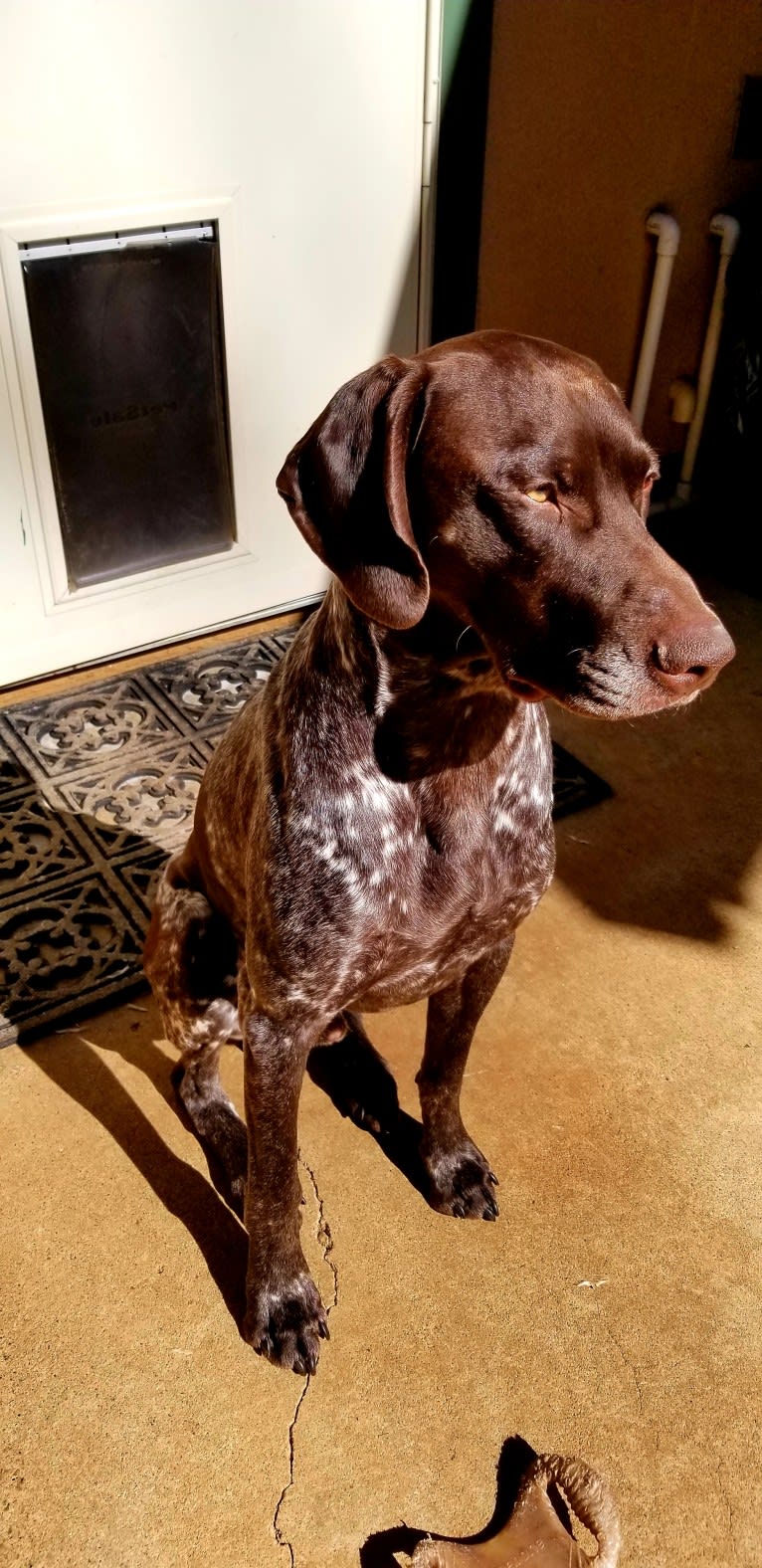 Ruger, a German Shorthaired Pointer tested with EmbarkVet.com