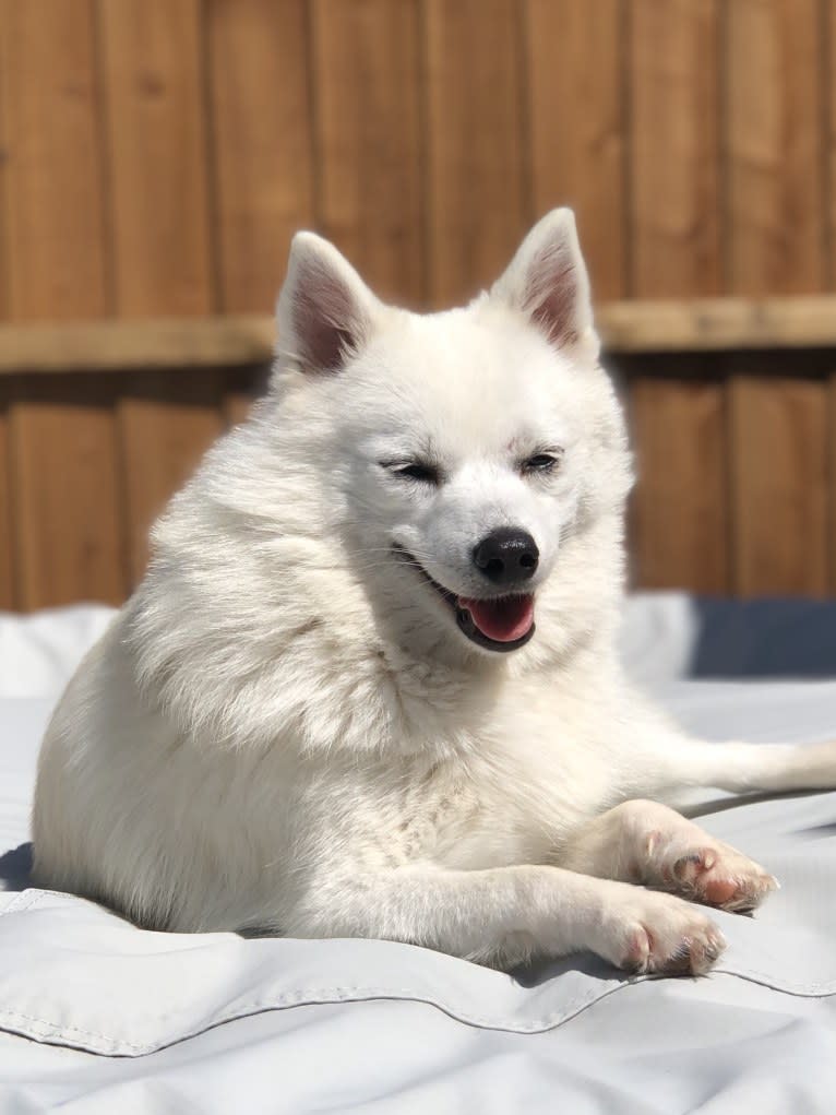 Asriel, a Siberian Husky and Pomeranian mix tested with EmbarkVet.com