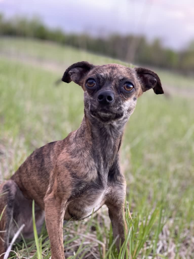 T’aiChi, a Chihuahua and Miniature Pinscher mix tested with EmbarkVet.com