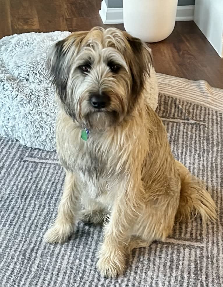 Pickles, a Norwegian Elkhound and Soft Coated Wheaten Terrier mix tested with EmbarkVet.com