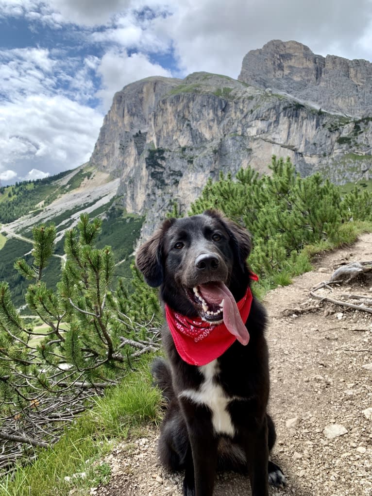 Sofia, a West Asian Village Dog tested with EmbarkVet.com