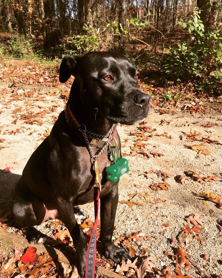 Sonny, an American Pit Bull Terrier and Boxer mix tested with EmbarkVet.com