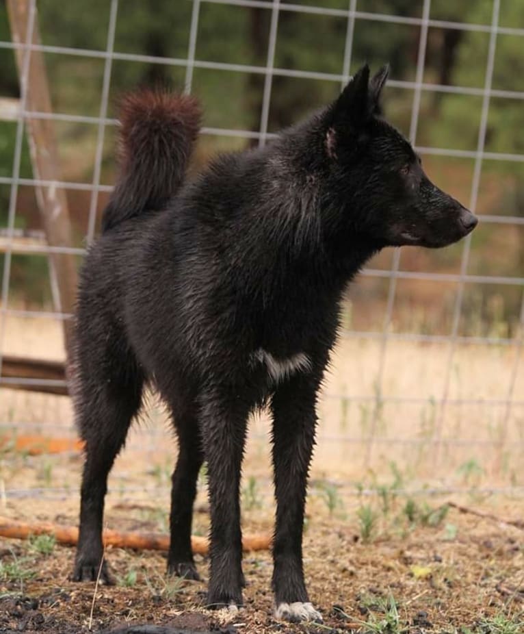 Warden, a Karelian Bear Dog and Irish Wolfhound mix tested with EmbarkVet.com