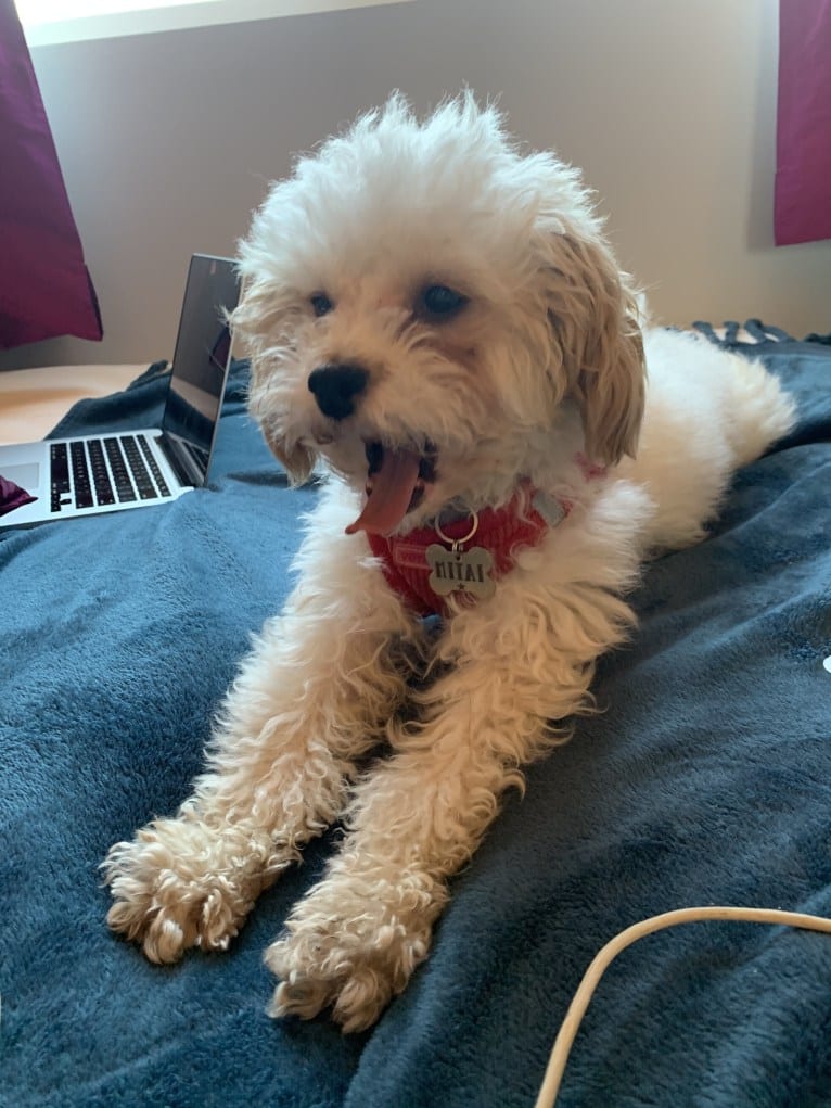 Mitai, a Poodle (Small) and Cocker Spaniel mix tested with EmbarkVet.com