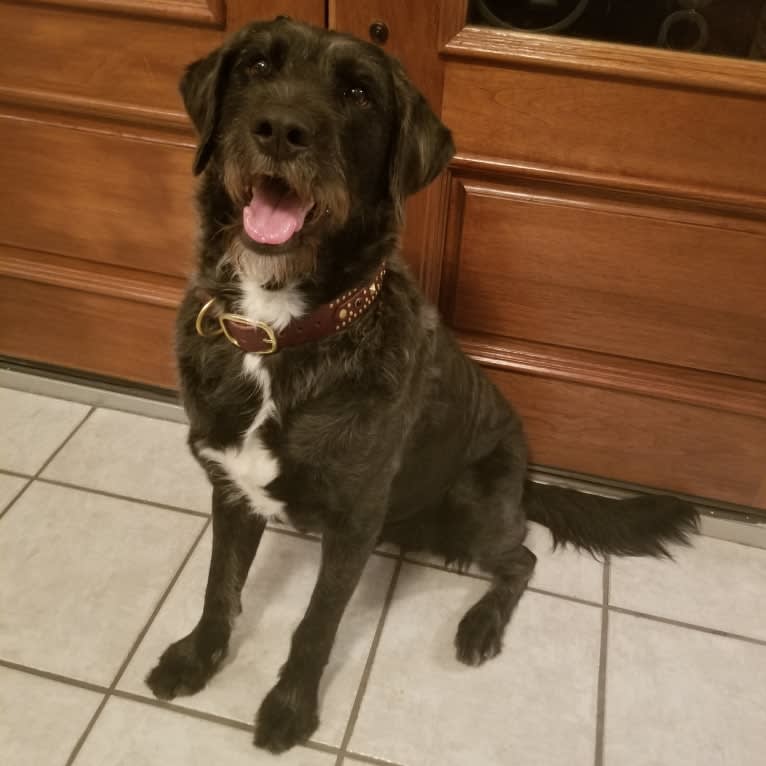 Laszlo, a Greater Swiss Mountain Dog and Poodle (Standard) mix tested with EmbarkVet.com