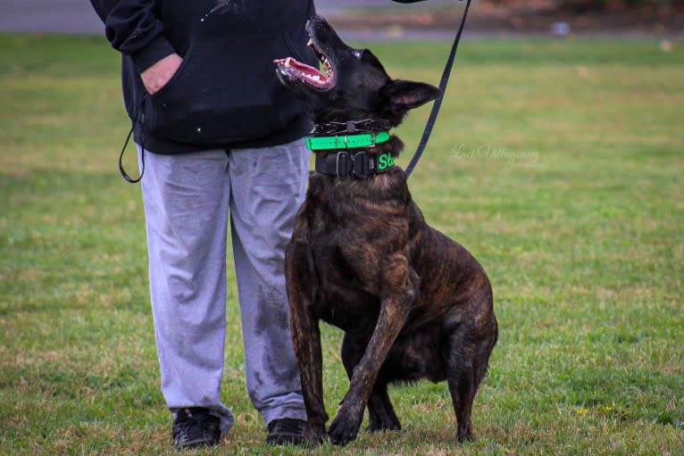 Static, a Dutch Shepherd tested with EmbarkVet.com