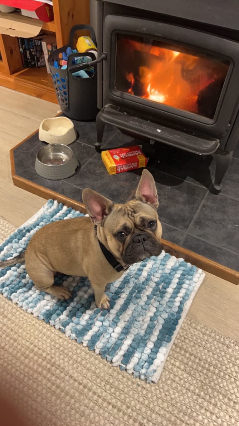 Sirius, a French Bulldog tested with EmbarkVet.com