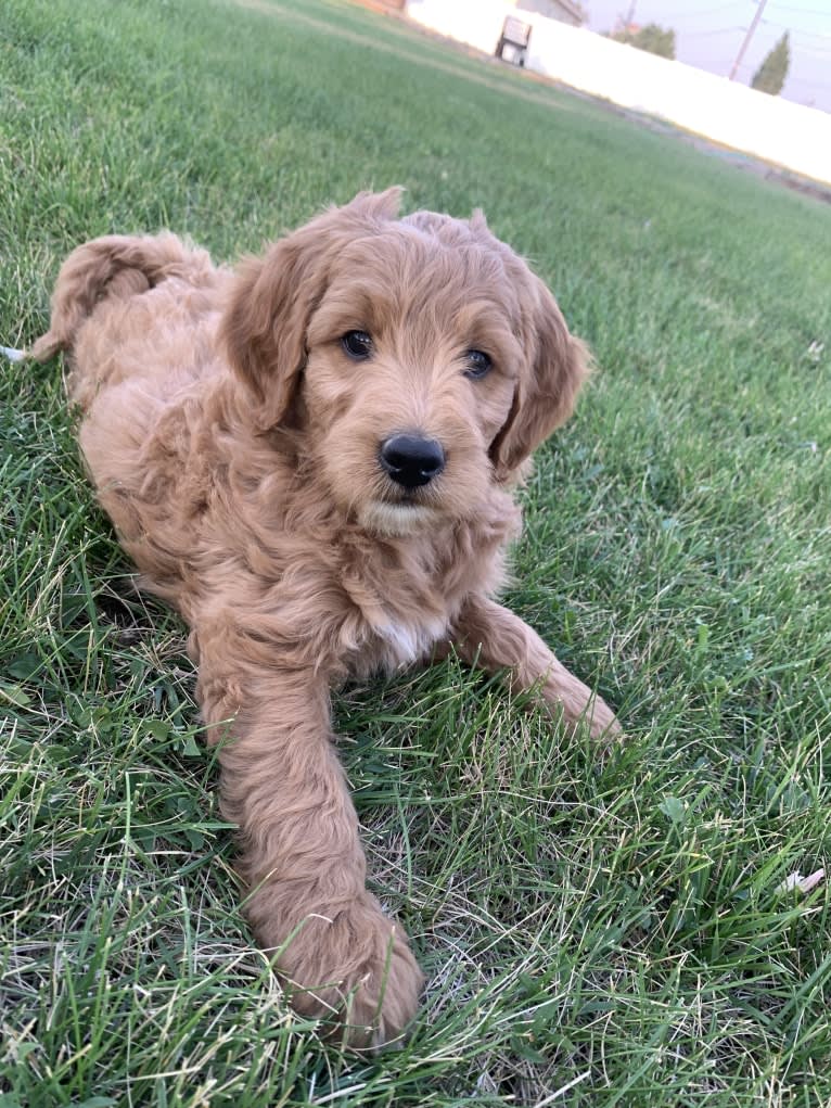 Black Collar, a Goldendoodle tested with EmbarkVet.com