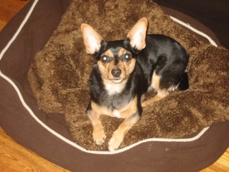 Ruby, a Miniature Pinscher and Chihuahua mix tested with EmbarkVet.com