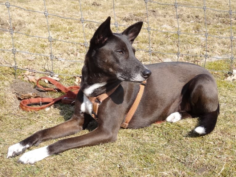 Bonji, a Central and East African Village Dog tested with EmbarkVet.com