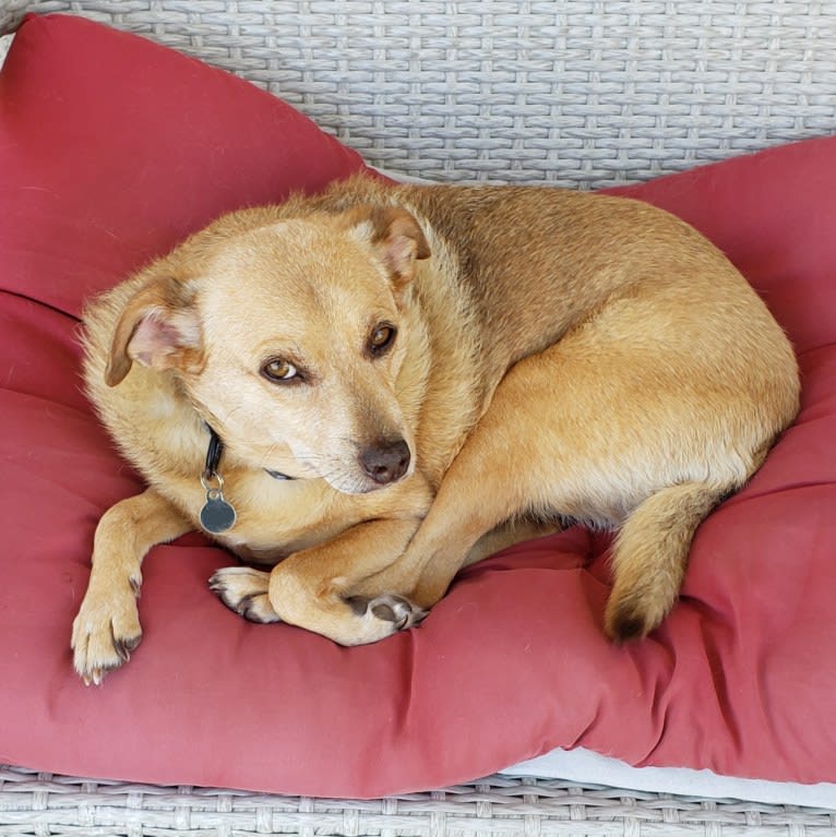 James Dean Bonham, a Chihuahua and Miniature Pinscher mix tested with EmbarkVet.com