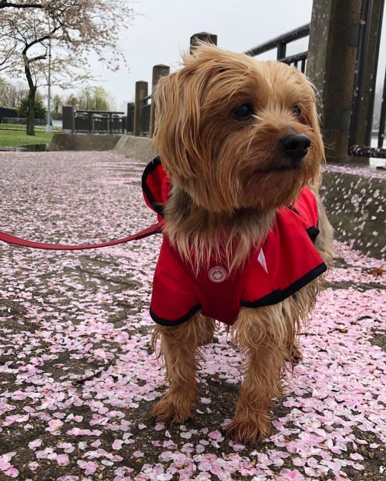 Trevor, a Yorkshire Terrier tested with EmbarkVet.com