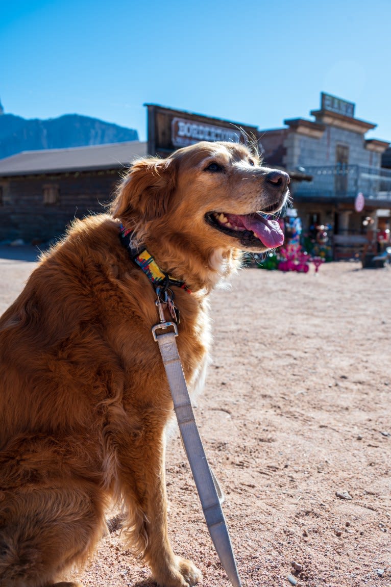 Roxy, a Chow Chow and American Pit Bull Terrier mix tested with EmbarkVet.com