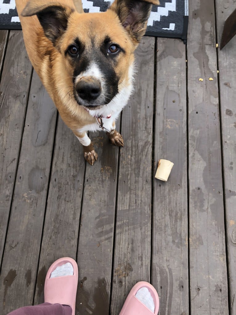 Bama, a Great Pyrenees and Australian Cattle Dog mix tested with EmbarkVet.com
