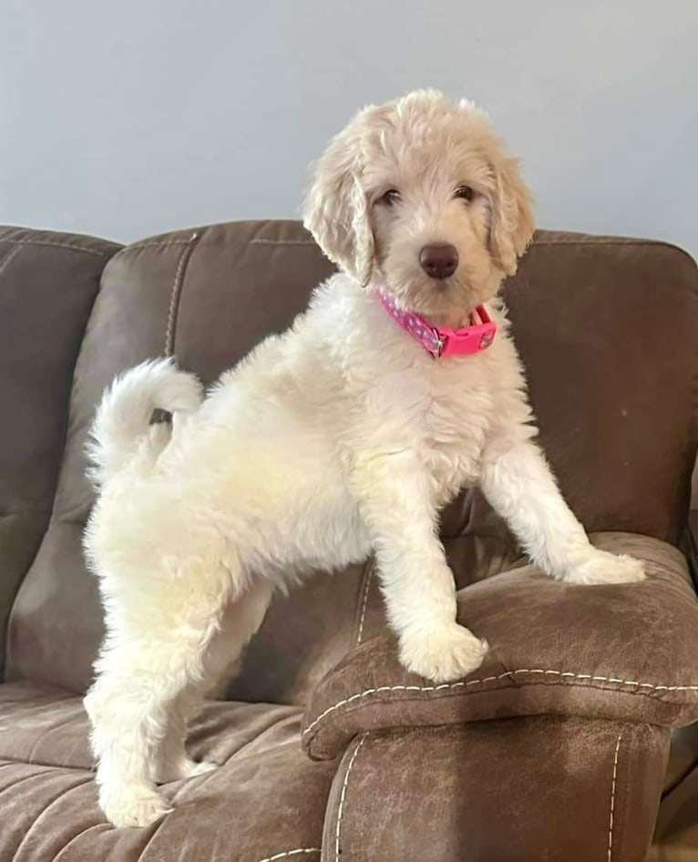 Harper, a Goldendoodle tested with EmbarkVet.com