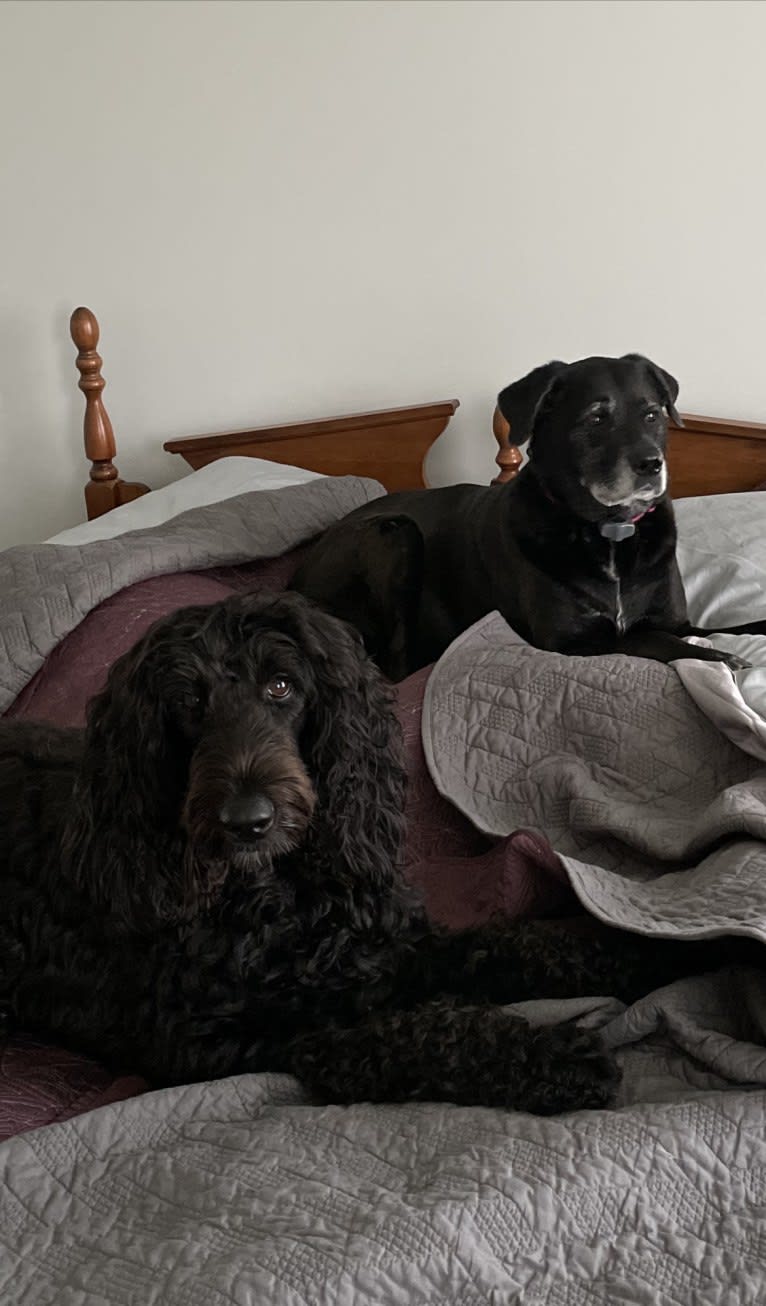 Juno, a Poodle (Standard) and English Cocker Spaniel mix tested with EmbarkVet.com