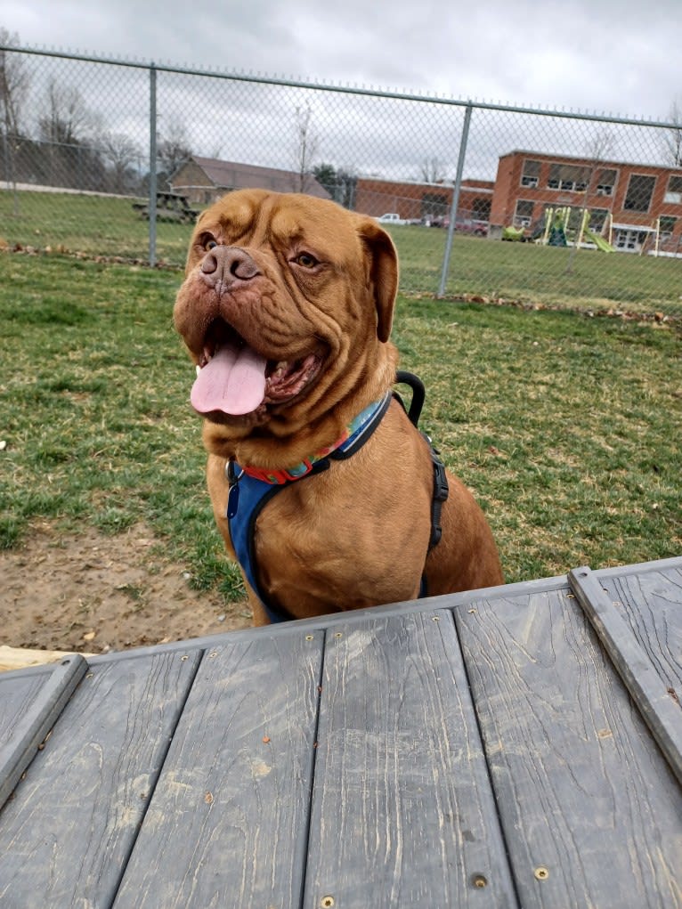 Brutis II, a Dogue de Bordeaux tested with EmbarkVet.com