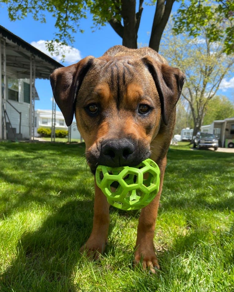 Lenny, a Rottweiler and American Pit Bull Terrier mix tested with EmbarkVet.com