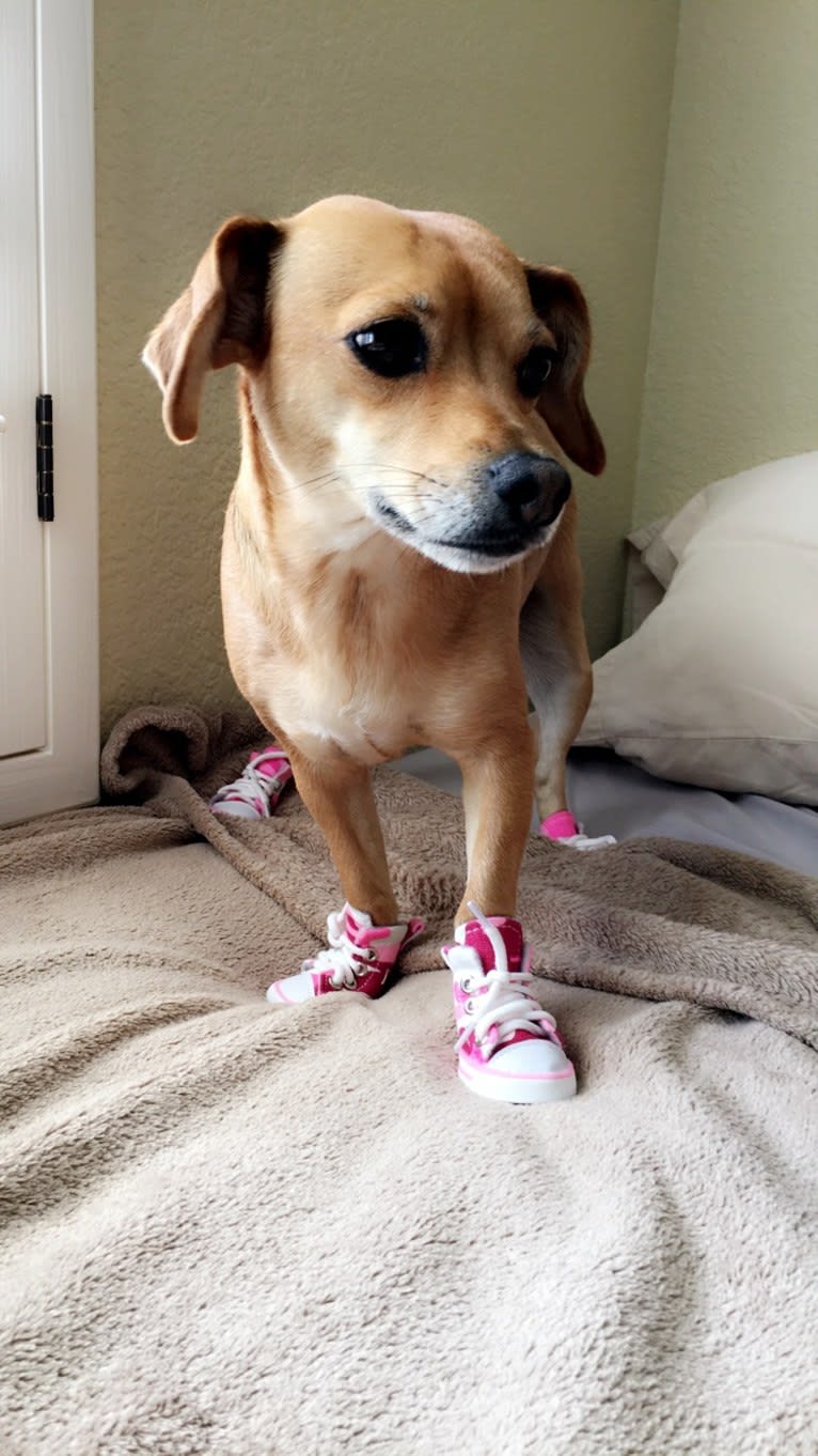 Brooklyn Liebman, a Chihuahua and Dachshund mix tested with EmbarkVet.com