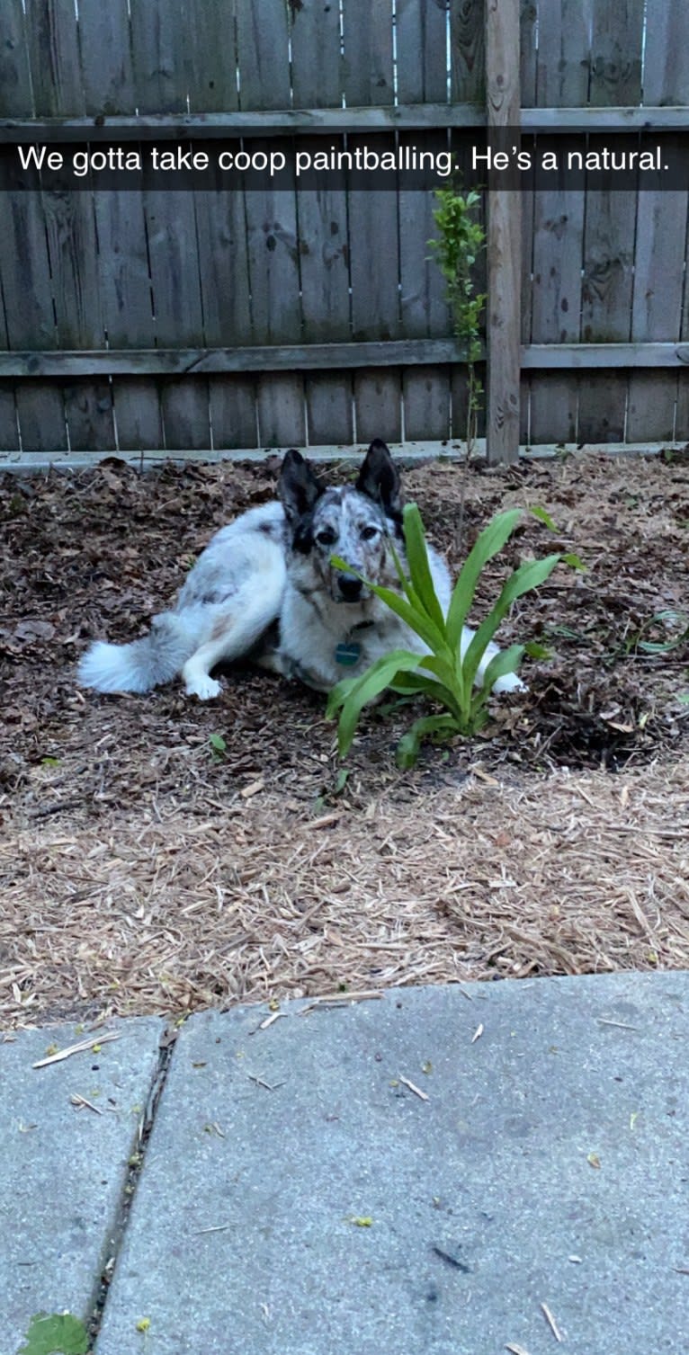 Cooper, a Collie and Norwegian Elkhound mix tested with EmbarkVet.com