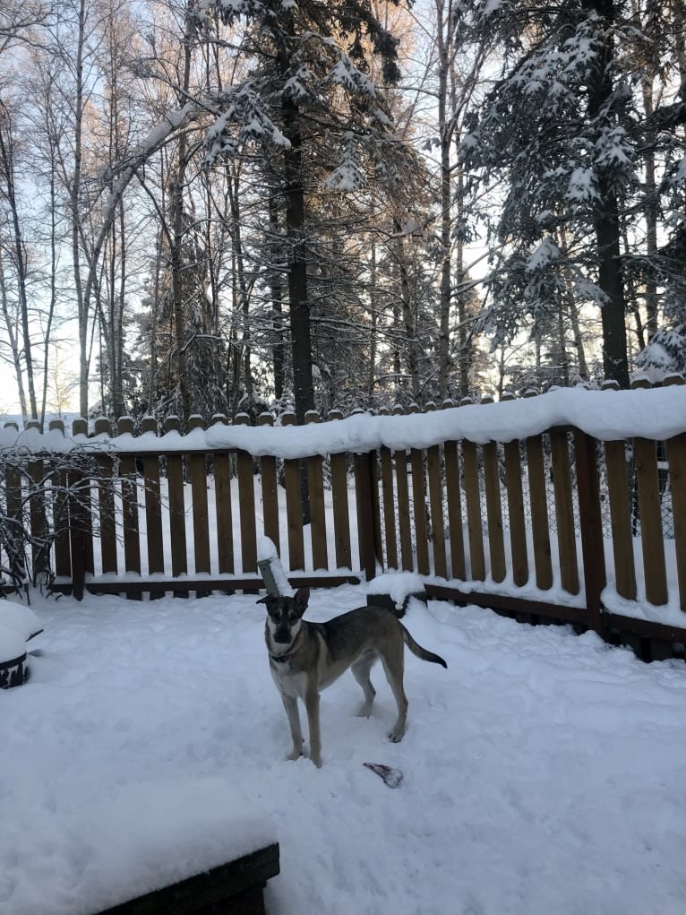 Mittsie Winkelman, a Siberian Husky and German Shepherd Dog mix tested with EmbarkVet.com