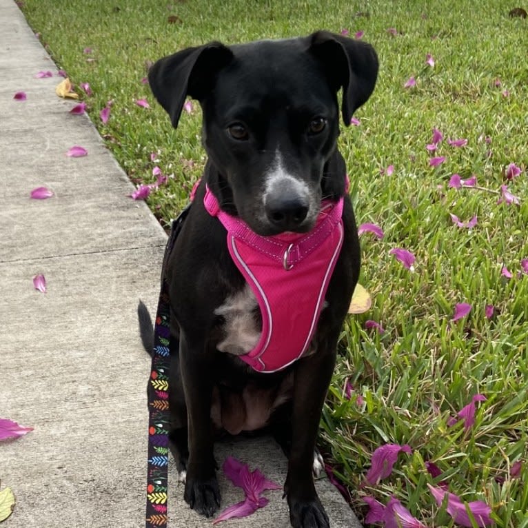 Raven, an American Pit Bull Terrier and Chow Chow mix tested with EmbarkVet.com